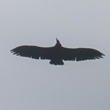 Eagle in the sky of Pico del Convento
